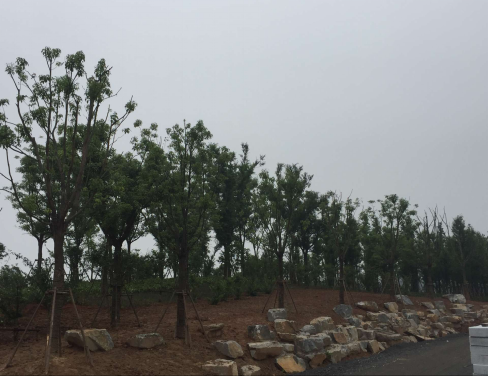 大象湖湿地公园景观建设已实现乔灌木种植